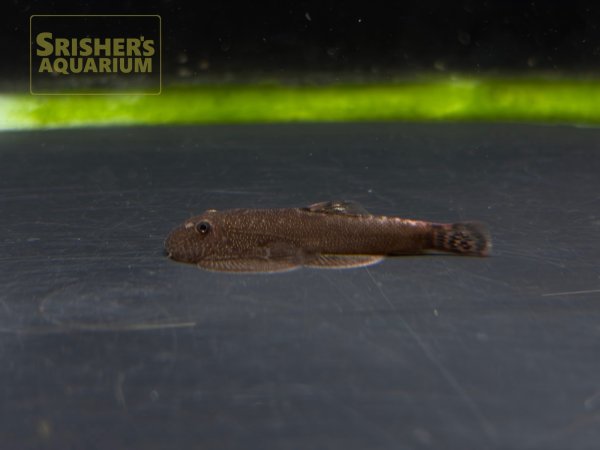 画像2: レッドデビルボルネオプレコ (2)