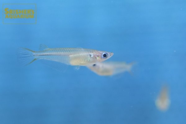 画像3: オリジアス ペクトラリス(ベトナム) (3)