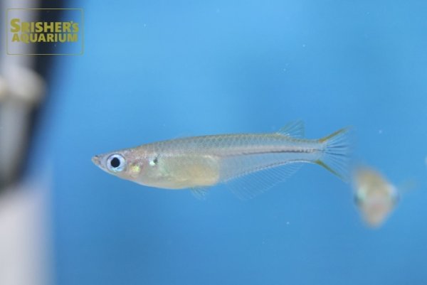 画像2: オリジアス ペクトラリス(ベトナム) (2)