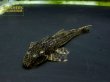 画像2: ヒソノータス に混じりの謎種 一匹のみ (2)