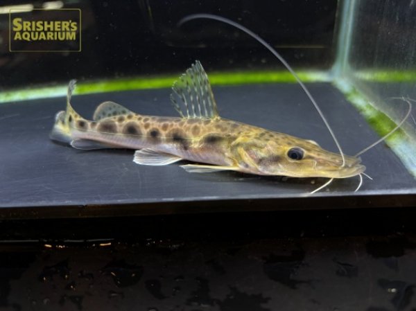 画像3: エイティーンスポットシャベルノーズキャット (3)