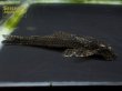 画像3: ヒソノータス に混じりの謎種 一匹のみ (3)