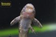 画像4: ヒソノータス に混じりの謎種 一匹のみ (4)