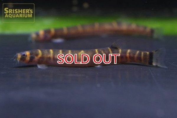 画像1: パンギオ オルタナンス (1)