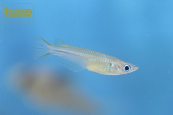 画像1: オリジアス ペクトラリス(ベトナム) (1)