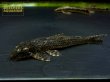 画像1: ヒソノータス に混じりの謎種 一匹のみ (1)