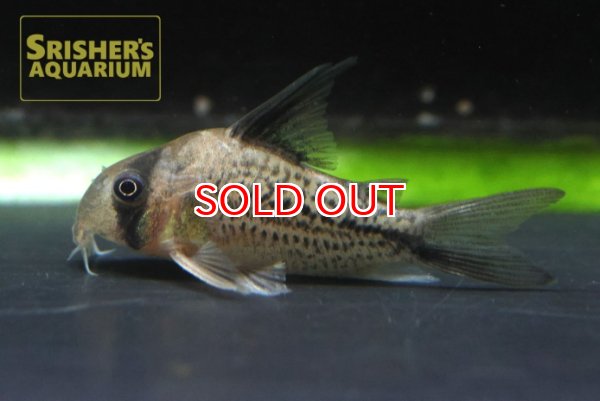 画像4: コリドラス　デッケリー (4)