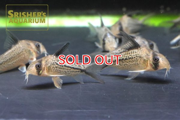 画像6: コリドラス　デッケリー (6)