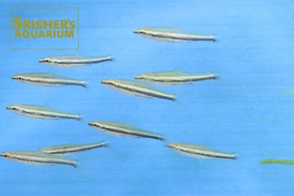 画像1: ネオングリーンペンシル（コロンビア） (1)