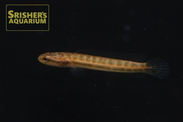 画像1: チャンナ　バンカネンシス（インドネシア） (1)