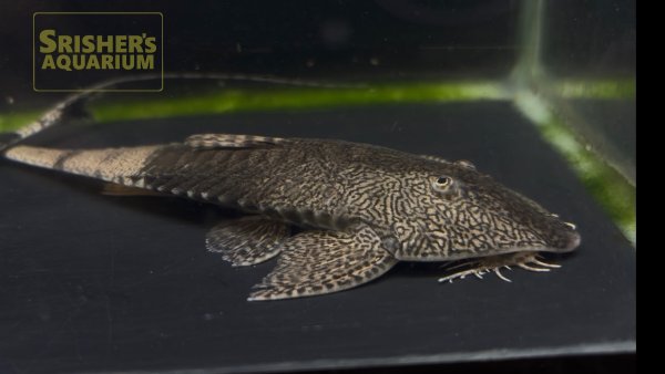 画像2: カメレオンロリカリア（コロンビア） (2)