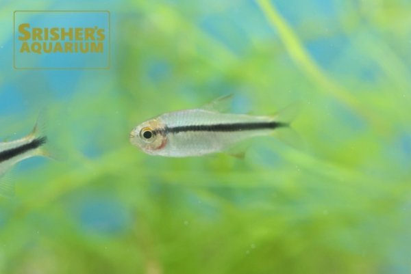 画像1: ブルーリボンテトラ（ブリード） (1)