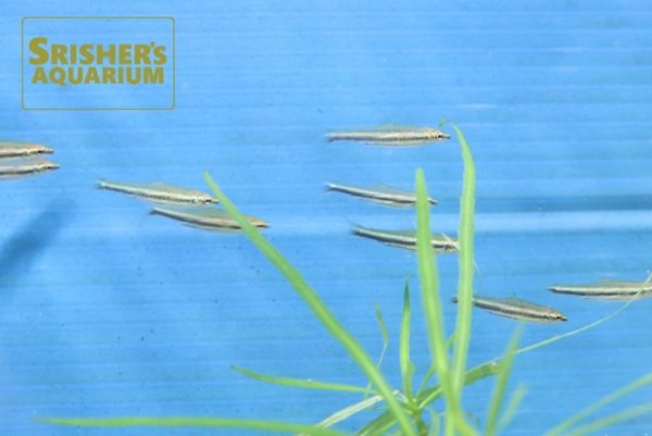 画像2: ネオングリーンペンシル（コロンビア） (2)