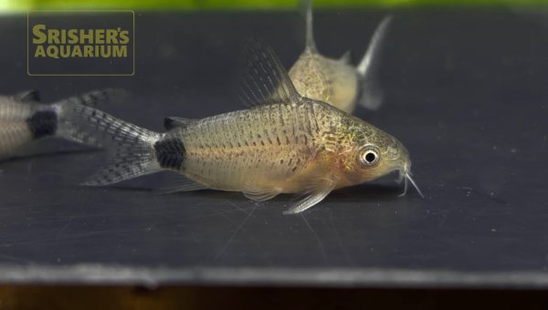 画像1: コリドラス　グァポレ (1)