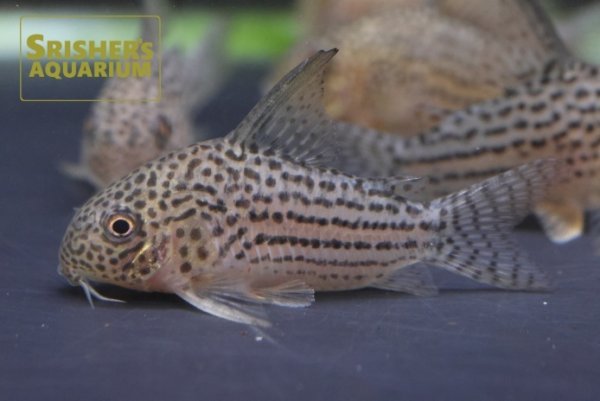 画像2: コリドラス　アラグアイアエンシス（アラグアイア） (2)