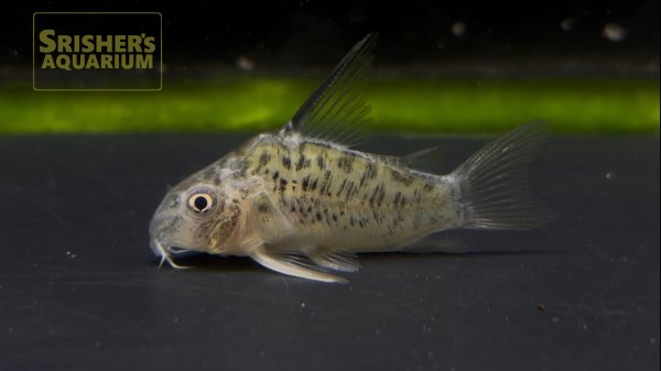 画像2: コリドラス　オガワエ（ブラジル） (2)