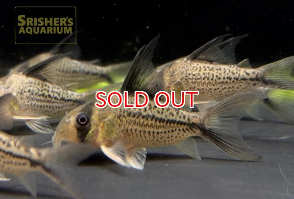 画像1: コリドラス　デッケリー (1)