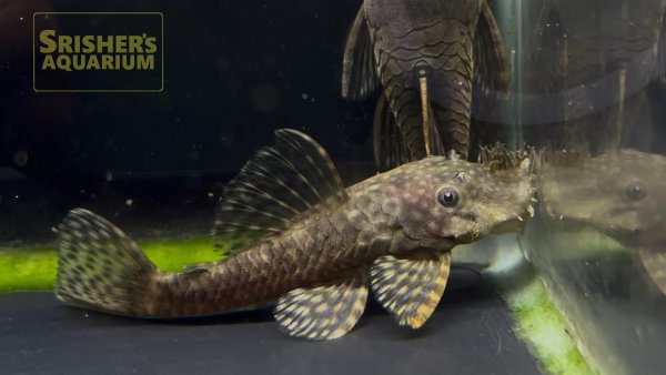 画像2: ブリスルノーズプレコ　WILD　コロンビア (2)