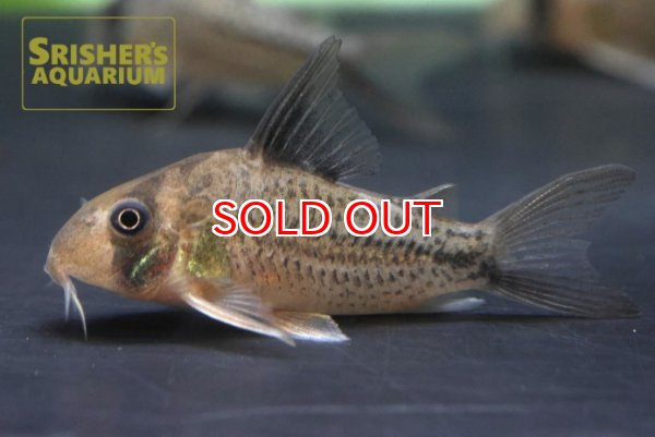 画像3: コリドラス　デッケリー (3)