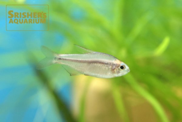 画像1: スーパーレッドデビルテトラ（ブリード） (1)