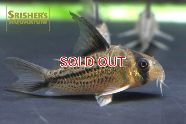 画像2: コリドラス　デッケリー (2)