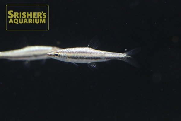 画像1: プラチナペンシルフィッシュ（ウルブー） (1)