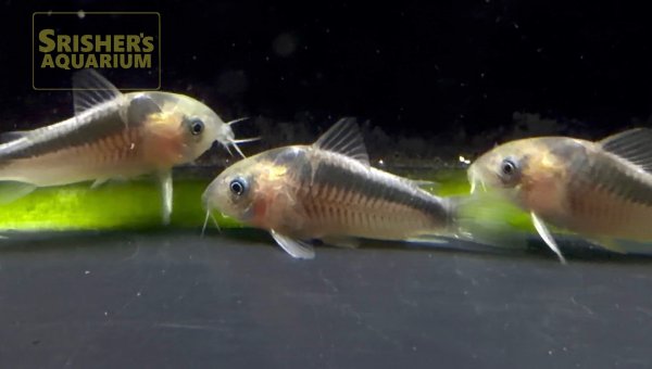 画像2: コリドラス　ラバウティ WILD (2)