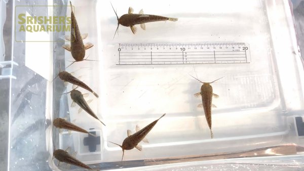 画像2: カリクティス　カリクティス（ペア）【SRB】 (2)