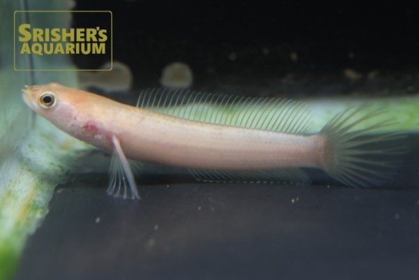 画像2: ゴールデンブルームーンレインボースネークヘッド (2)