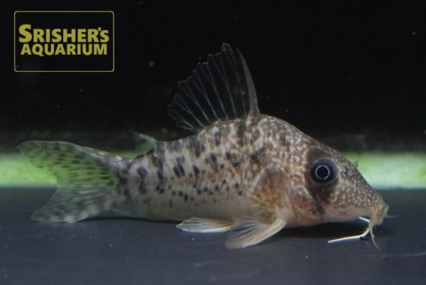 画像1: コリドラス　タイガーアンチェスター　WILD (1)