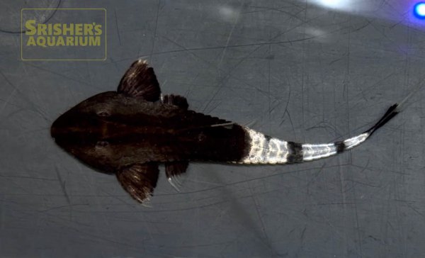 画像2: カメレオンロリカリア（ペルー） (2)