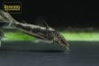 画像7: コリドラス　スーパーバイヤニーニョ (7)