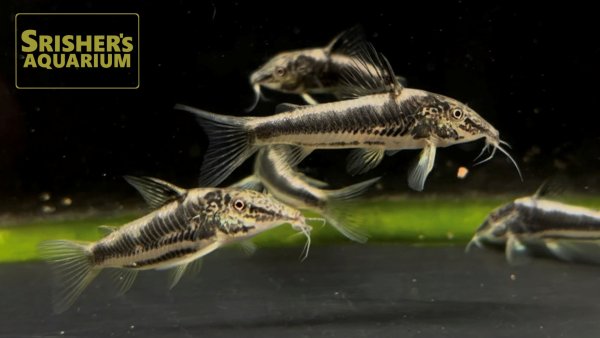 画像1: コリドラス　スーパーバイヤニーニョ (1)