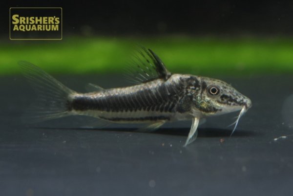 画像5: コリドラス　スーパーバイヤニーニョ (5)