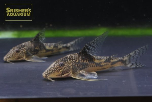 画像4: コリドラス　サルマチス（サンタカタリーナ） (4)