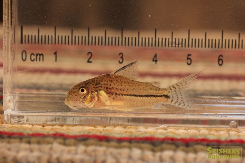 コリドラス・ｓｐ・ピカパウ（アリプアナ）｜コリドラスの仲間 - Corydoras-｜スリッシャーズ アクアリウム