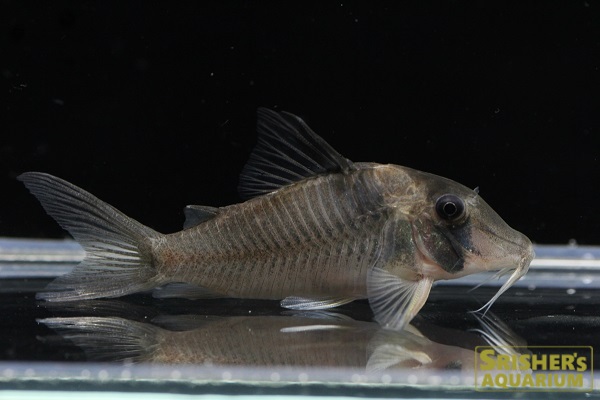 コリドラス ｓｐ ホワイトルイーザ コリドラスの仲間 Corydoras スリッシャーズ アクアリウム 熱帯魚通販 熱帯魚専門店