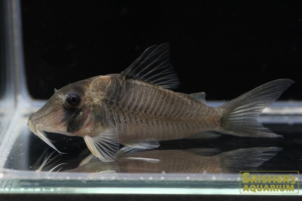 コリドラス ｓｐ ホワイトルイーザ コリドラスの仲間 Corydoras スリッシャーズ アクアリウム 熱帯魚通販 熱帯魚専門店