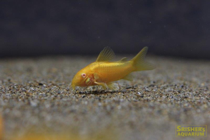 コリドラス イルミネータスゴールド アルビノ ブリード コリドラスの仲間 Corydoras スリッシャーズ アクアリウム 熱帯魚通販 熱帯魚専門店