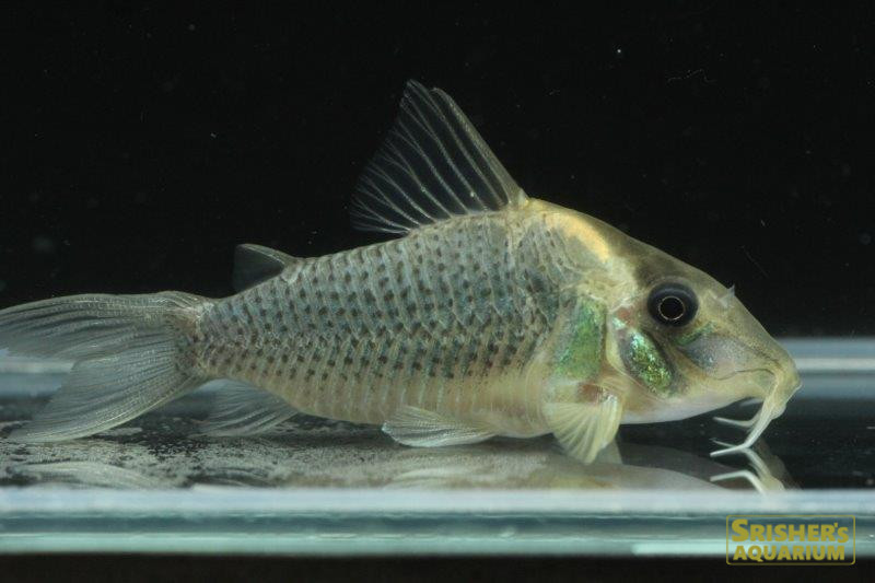 コリドラス セミロングノーズルイーザ｜コリドラスの仲間 - Corydoras-｜スリッシャーズ アクアリウム