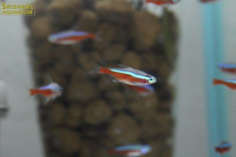 カージナルテトラ ３匹 ブリード 小型カラシンの仲間 Characin スリッシャーズ アクアリウム 熱帯魚通販 熱帯魚専門店