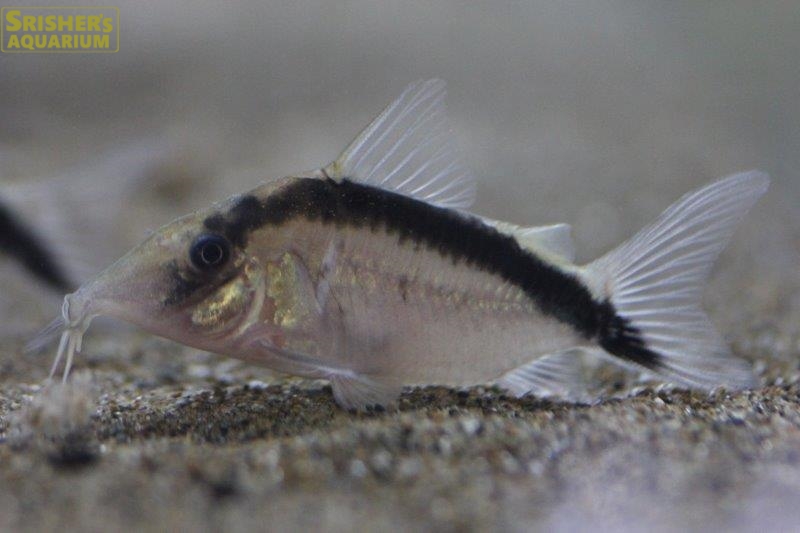 コリドラス ロングノーズアークアタス（ペルー）｜コリドラスの仲間 - Corydoras-｜スリッシャーズ アクアリウム