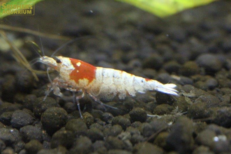 レッドビーシュリンプ エビやカニの仲間 Shrimp Crab スリッシャーズ アクアリウム 熱帯魚通販 熱帯魚専門店