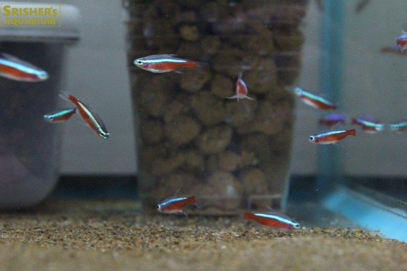 カージナルテトラ １２匹 ブリード 小型カラシンの仲間 Characin スリッシャーズ アクアリウム 熱帯魚通販 熱帯魚専門店