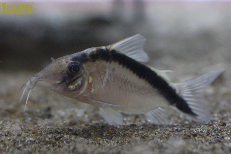 コリドラス ロングノーズアークアタス｜コリドラスの仲間 - Corydoras-｜スリッシャーズ アクアリウム