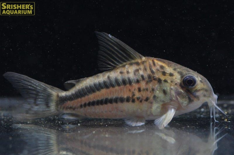 コリドラス パヴァネリアエ L Ll N4 お客様感謝価格 コリドラスの仲間 Corydoras スリッシャーズ アクアリウム 熱帯魚通販 熱帯魚専門店