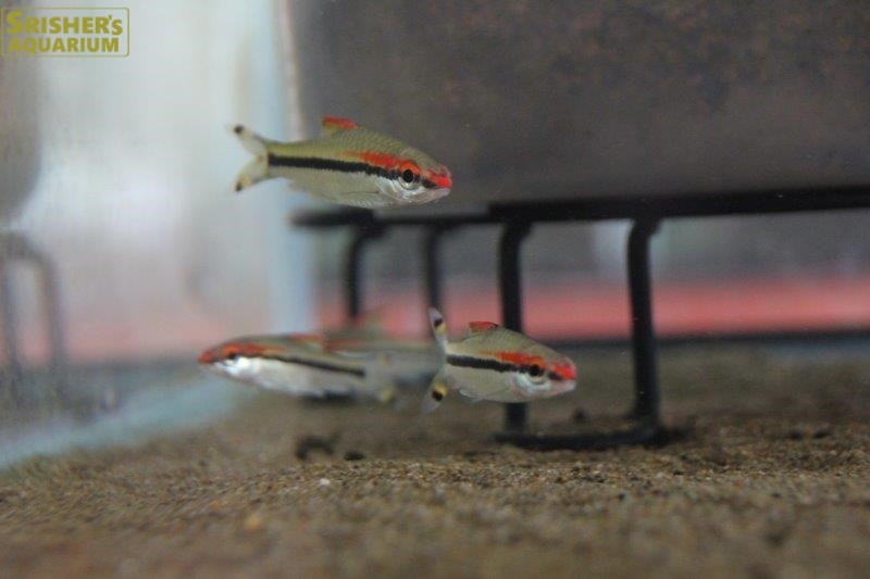 レッドライントーピードバルブ コイ ラスボラの仲間 Rasbora スリッシャーズ アクアリウム 熱帯魚通販 熱帯魚専門店