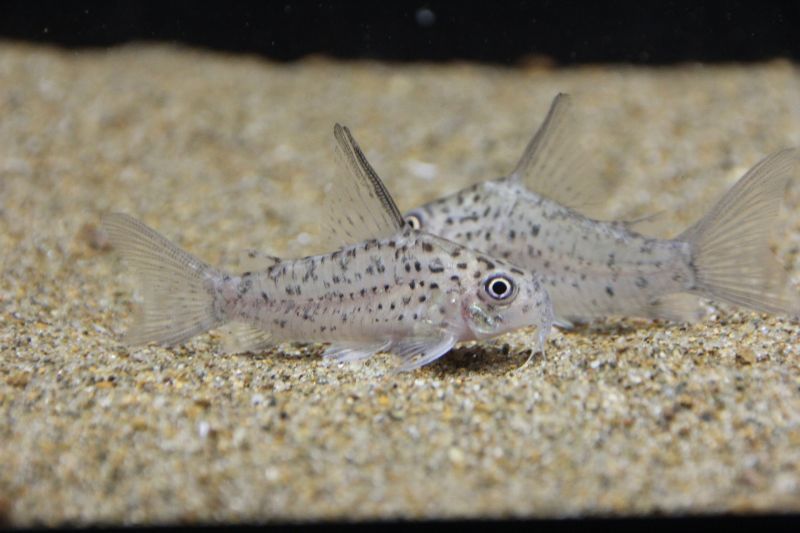 春新作の 熱帯魚 コリドラス スーパーエクエス ワイルド ３匹 北海道 九州 沖縄航空便要保温 沖縄別途送料 Settefibra Com Br