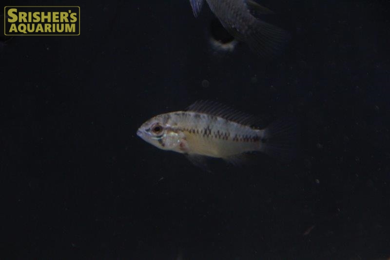 アピストグラマ ボレリー オパール ブリード ペア アピストの仲間 Apistogramma スリッシャーズ アクアリウム 熱帯魚通販 熱帯魚専門店