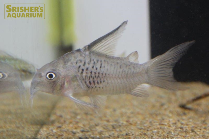 コリドラス ハイフィンアルマータス コリドラスの仲間 Corydoras スリッシャーズ アクアリウム 熱帯魚通販 熱帯魚専門店